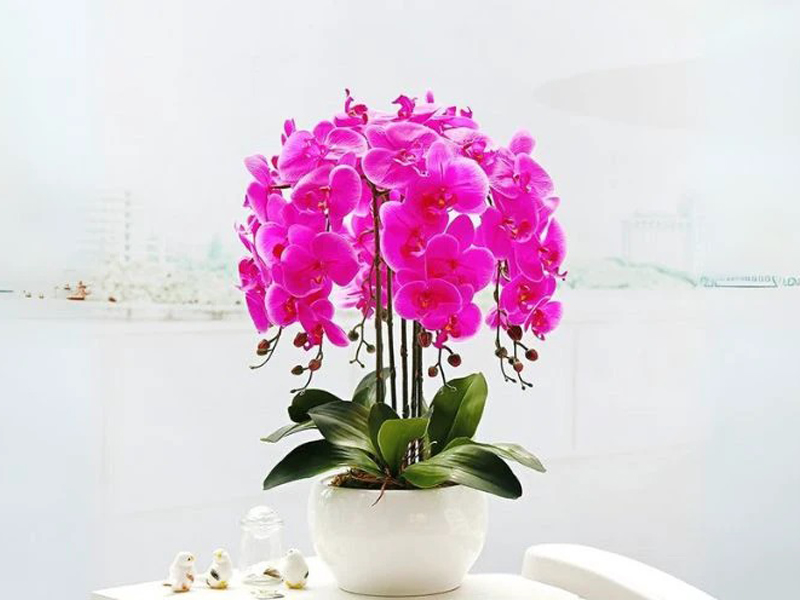 Hoa Lan là một trong những loài hoa được nhiều người yêu thích và trưng bày trong dịp Tết Nguyên Đán