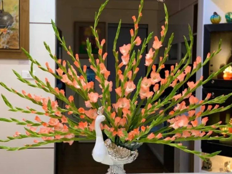 Hoa lay ơn không chỉ đẹp mắt với màu sắc tươi tắn mà còn có khả năng giữ tươi lâu