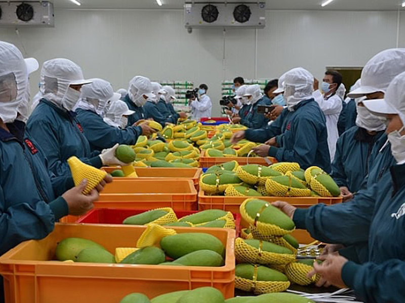 Việc đầu tiên bạn cần làm là đối chiếu chất lượng sản phẩm nông sản xuất khẩu theo quy định